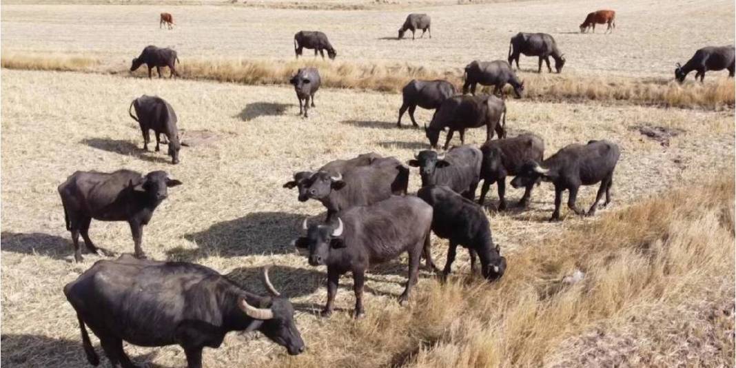 Sulak ve serin yaylalar onların vazgeçilmezi! Meşhur yoğurdun oluşum hikayesi: Bu ilçede üretim had safhada 4